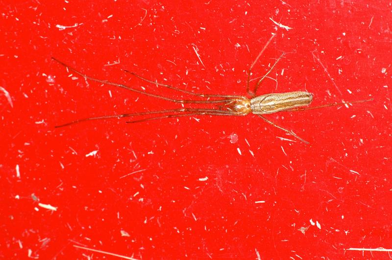 Tetragnatha_montana_D4840_Z_88_Les Gris_Frankrijk.jpg